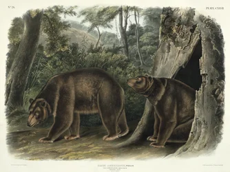 Cinnamon Bear, plate 127 from 